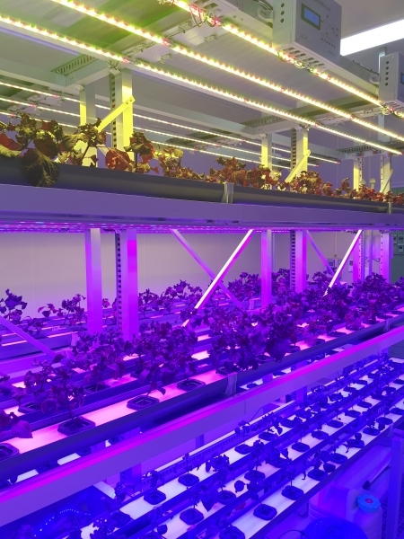 경기도 안산에 위치한 우리바이오의 밀폐형 식물공장 연구실에 발광다이오드(LED) 조명이 설치돼있다.