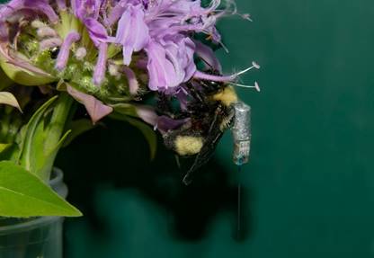 꿀벌에 로텍 나노핀을 부착한 모습